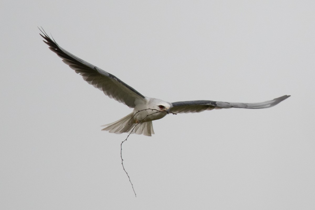 White-tailed Kite - Rafael Rodríguez Brito