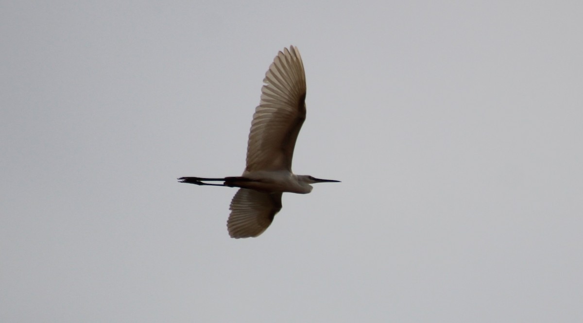 Little Egret - ML613251105