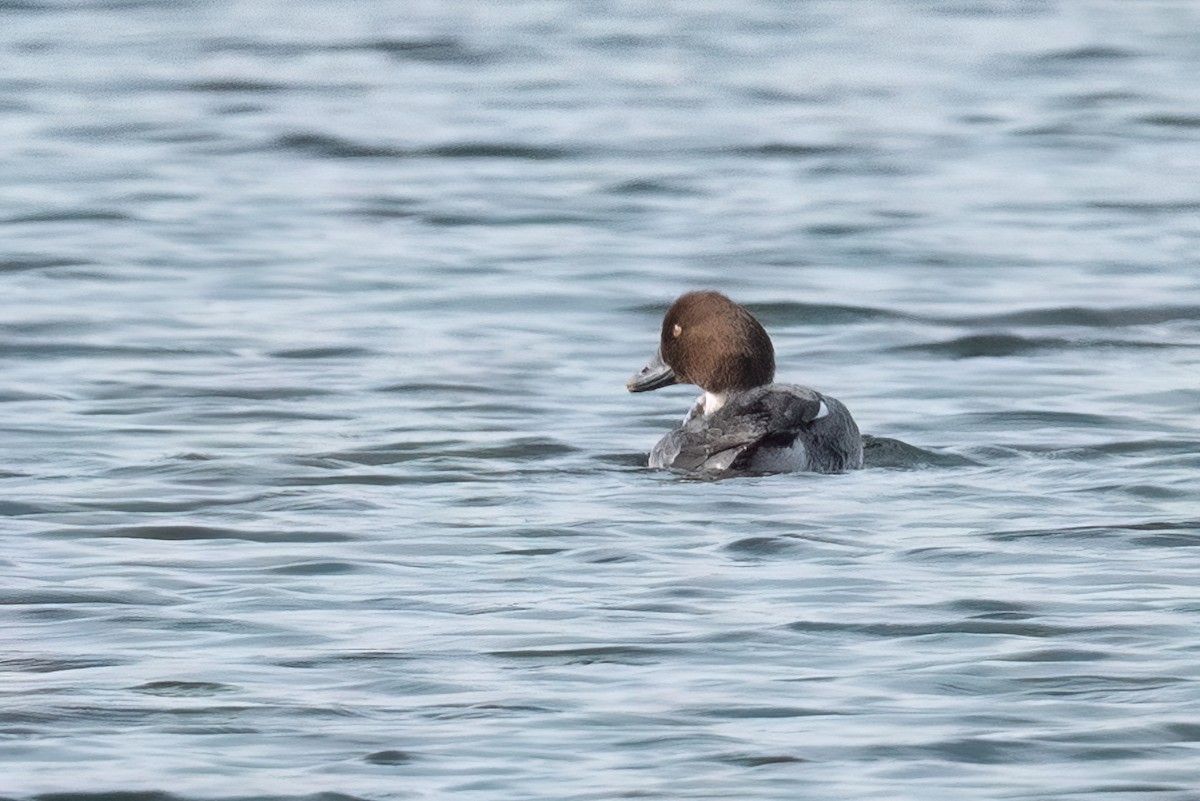 Common Goldeneye - Adam Jackson