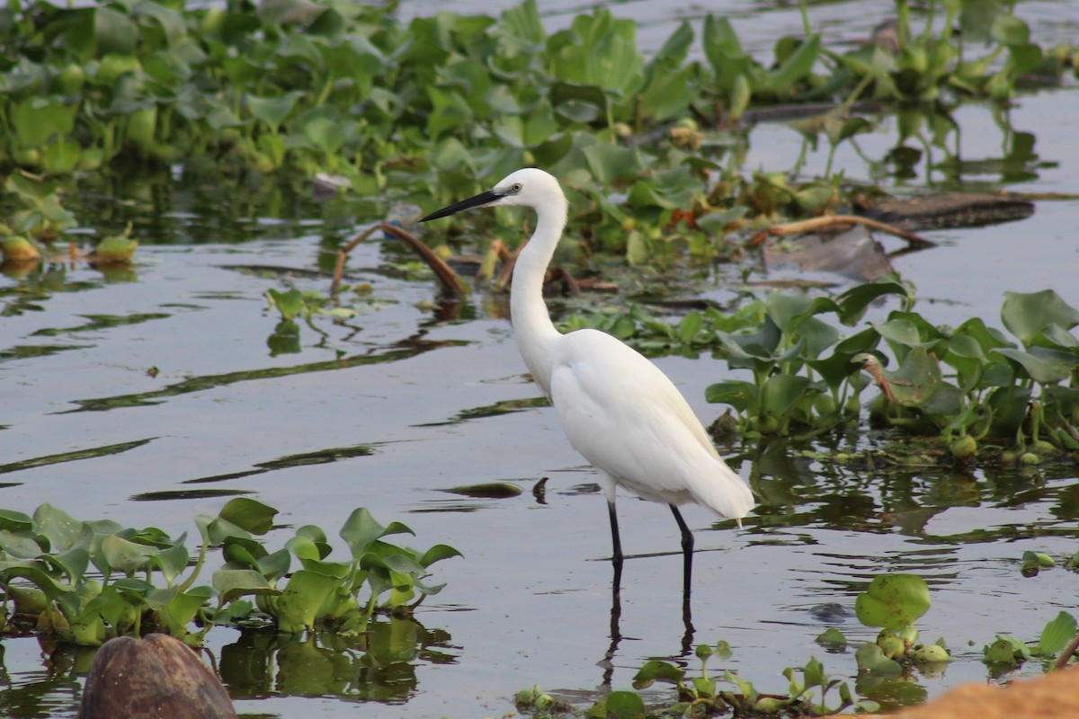 Little Egret - ML613251131