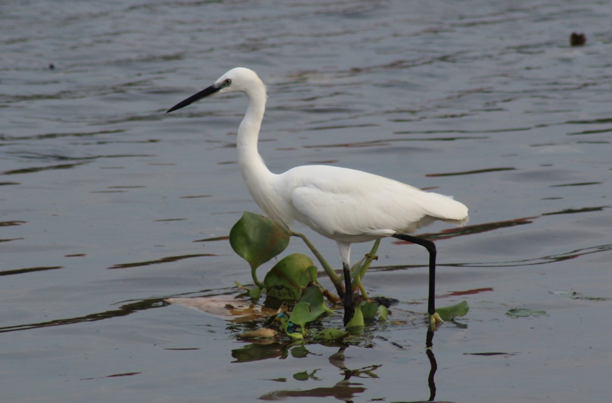 Little Egret - ML613251141