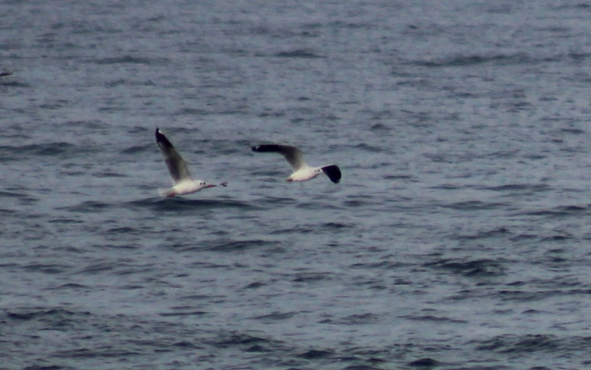 Brown-headed Gull - ML613251152