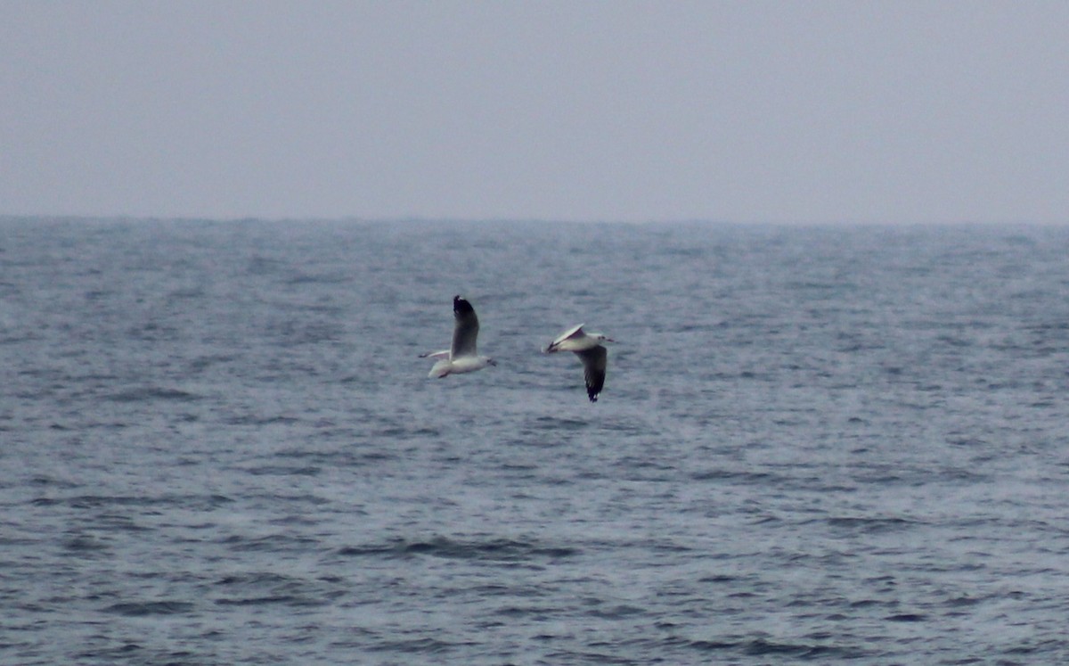 Brown-headed Gull - ML613251154