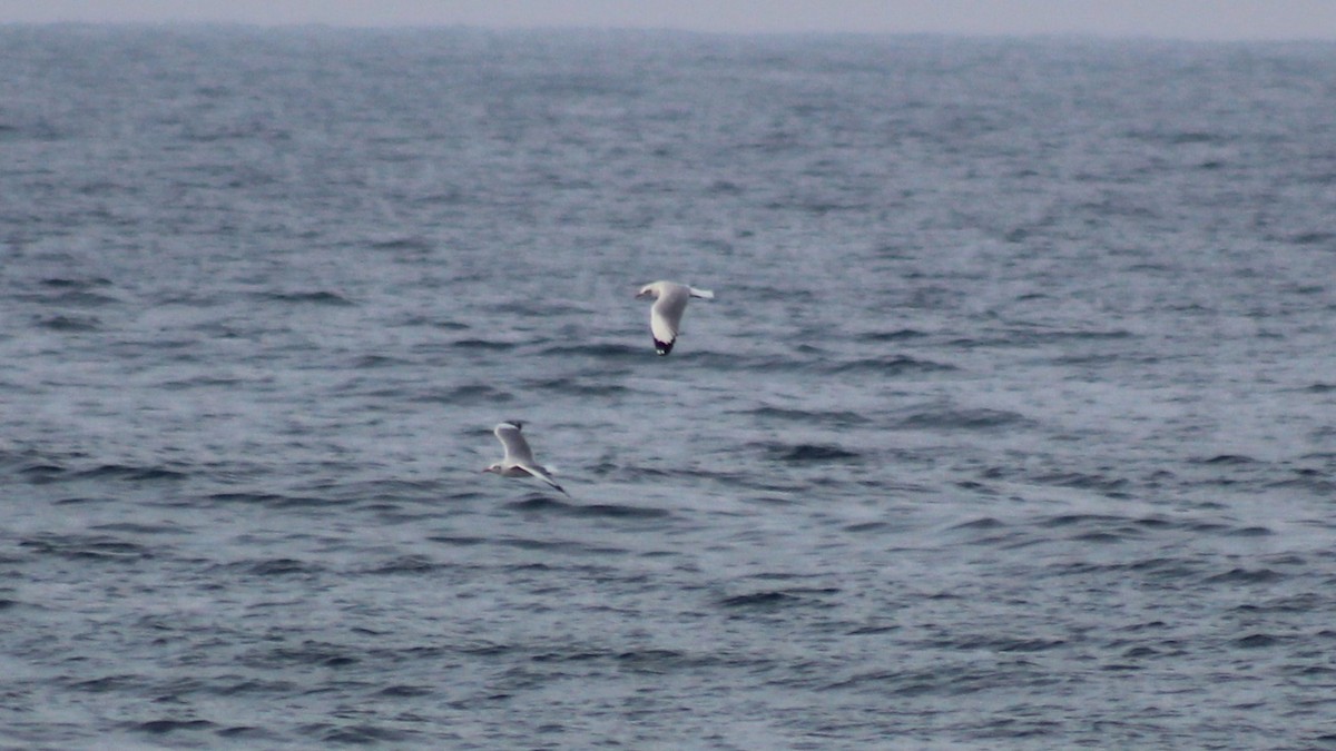 Brown-headed Gull - ML613251155