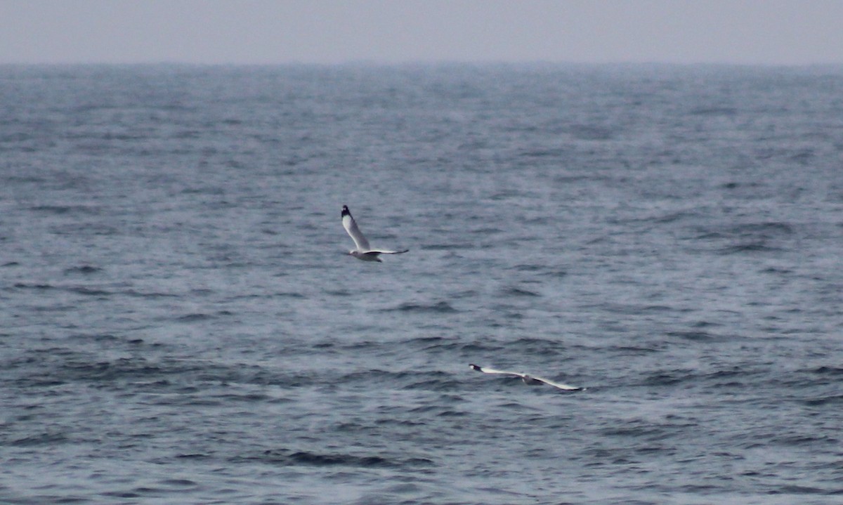 Brown-headed Gull - ML613251163