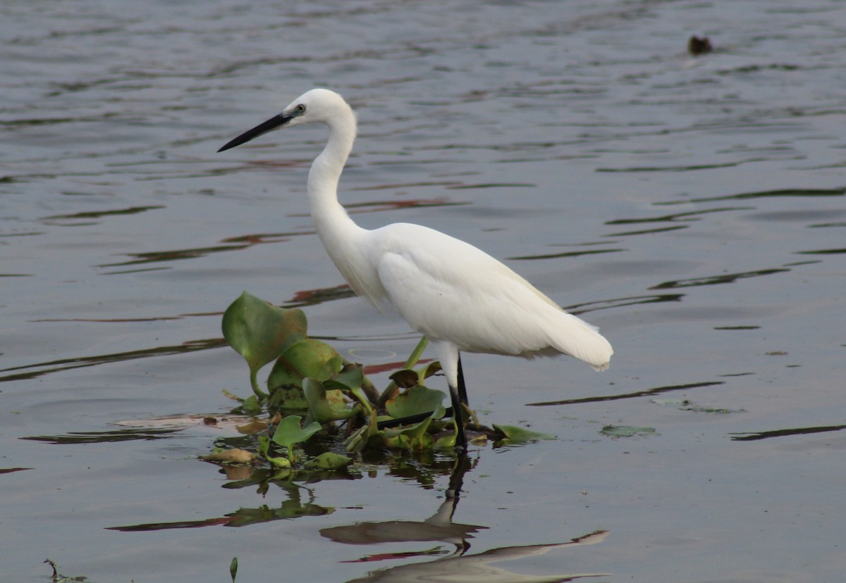 Little Egret - ML613251168