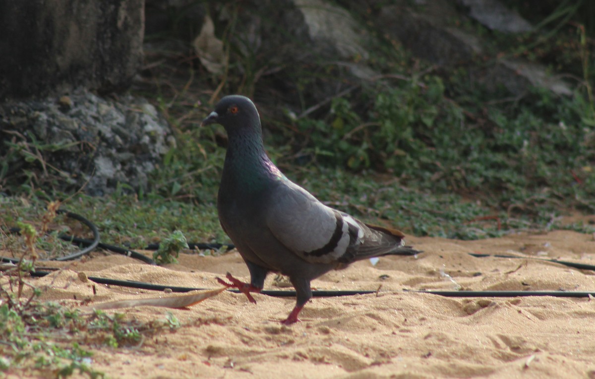 Rock Pigeon (Feral Pigeon) - ML613251169