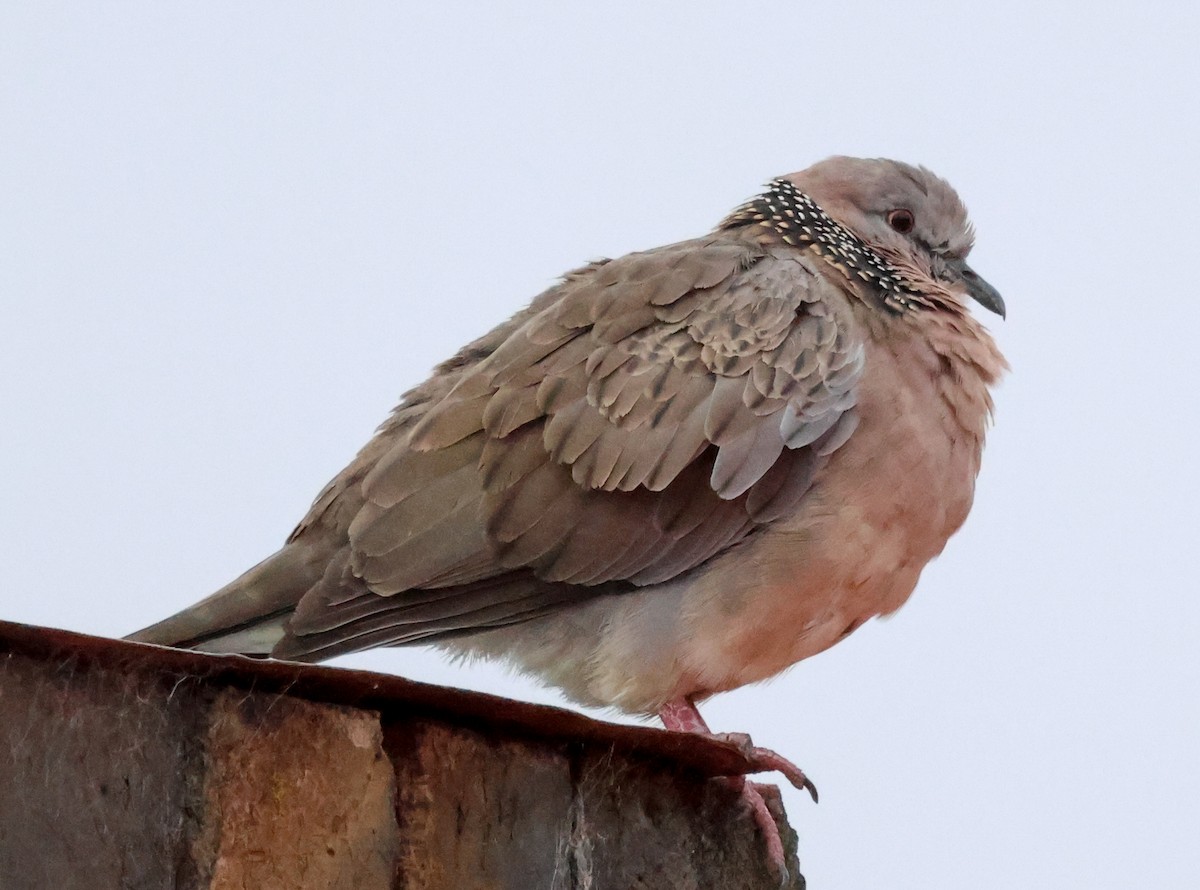 Spotted Dove - ML613251198