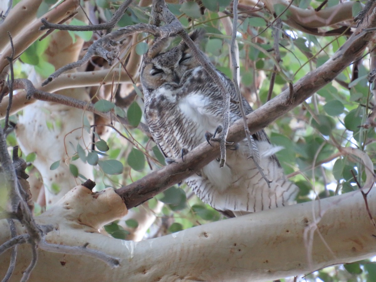 Great Horned Owl - ML613251204