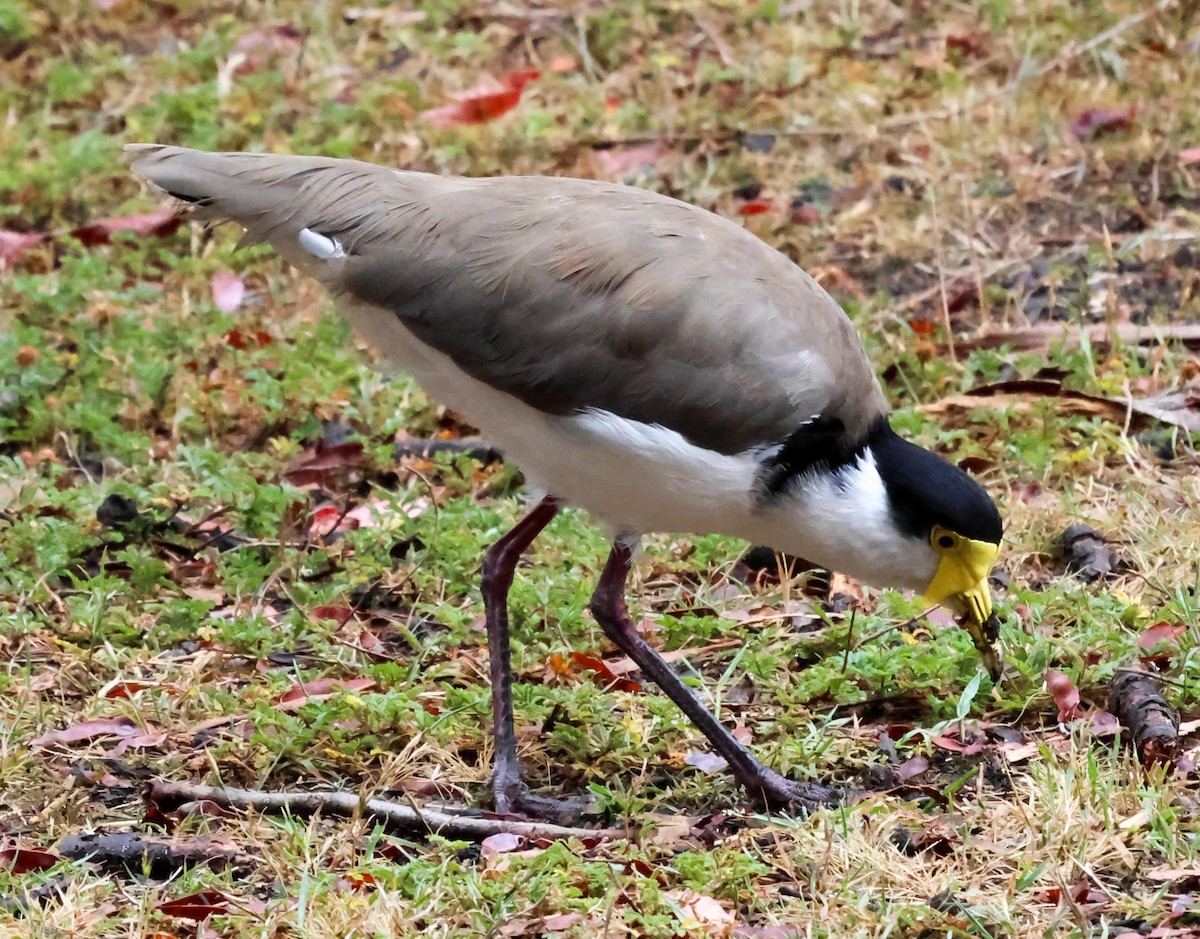 Masked Lapwing (Black-shouldered) - ML613251243