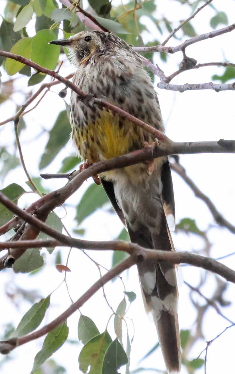Yellow Wattlebird - ML613251252
