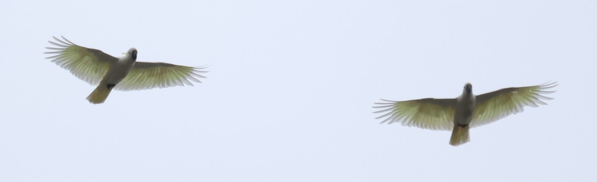 Sulphur-crested Cockatoo - ML613251255