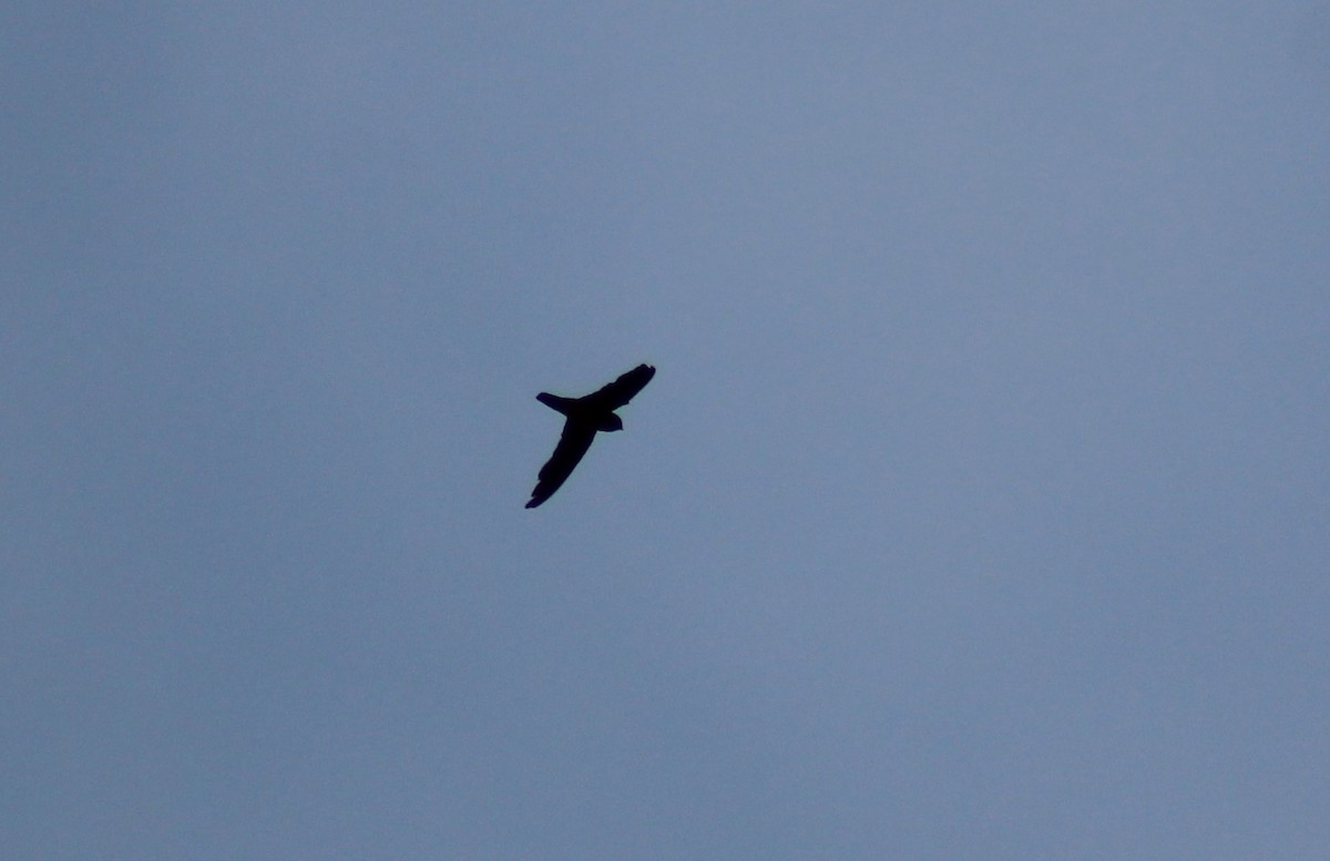 Indian Swiftlet - ML613251265