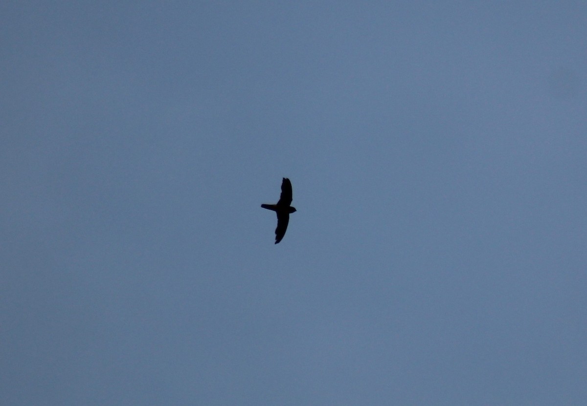 Indian Swiftlet - ML613251266