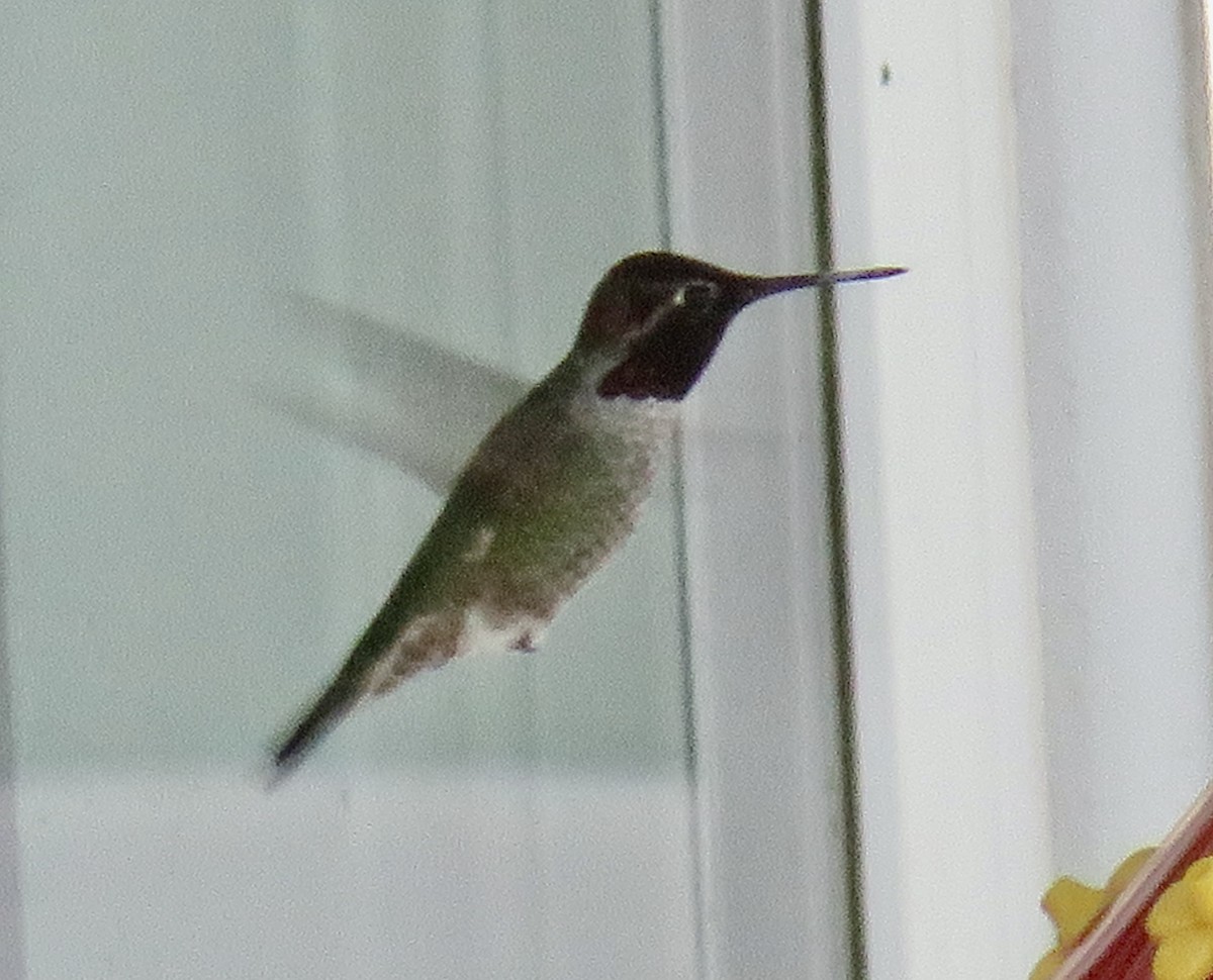 Anna's Hummingbird - ML613251281