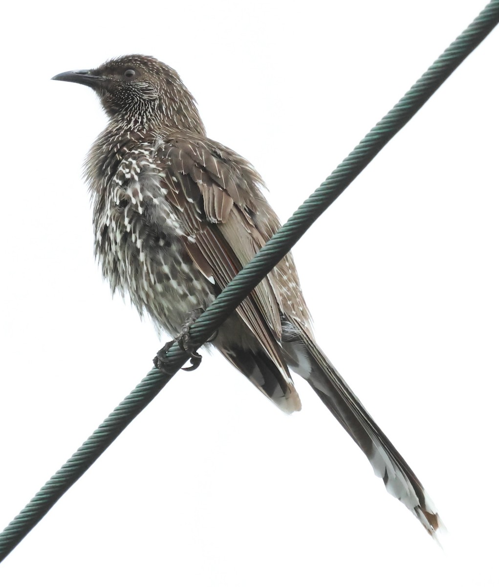 Little Wattlebird - ML613251286