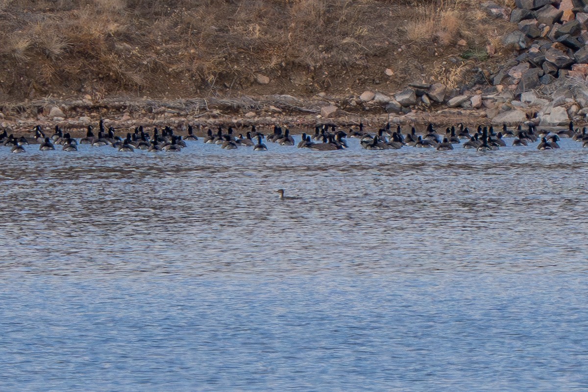 Red-breasted Merganser - ML613251316