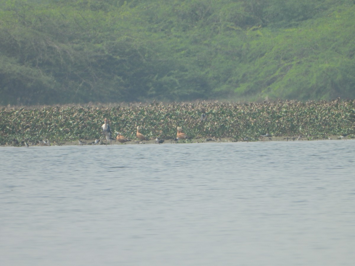 Ruddy Shelduck - ML613251320