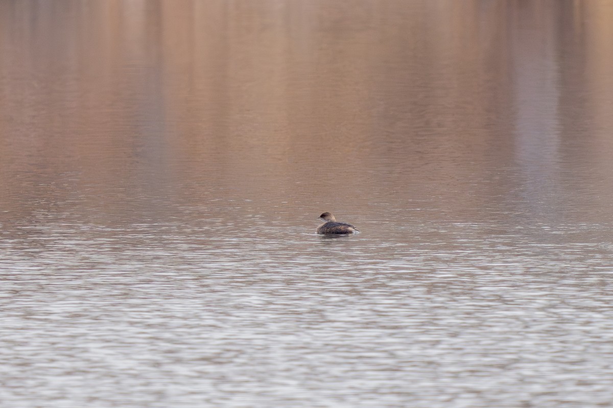 Pied-billed Grebe - ML613251330