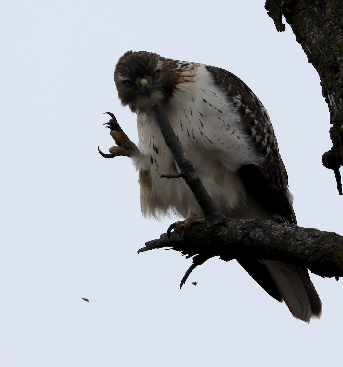 Red-tailed Hawk - ML613251332