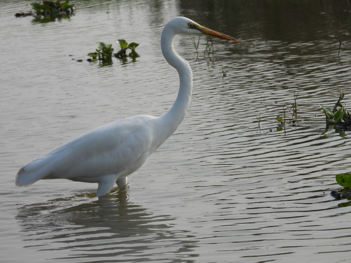 Great Egret - Jim Panwar