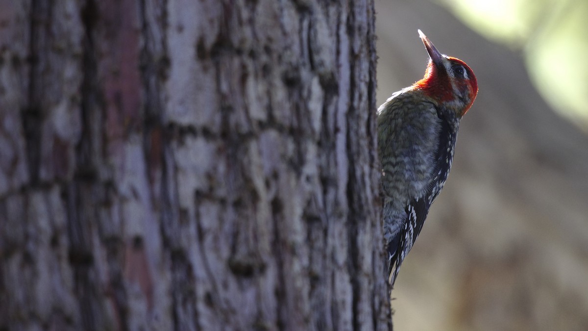 Red-naped/Red-breasted Sapsucker - ML613251344