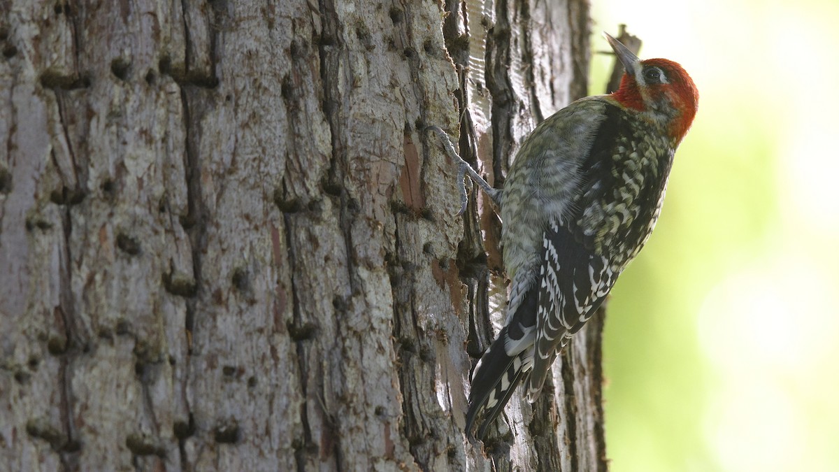 Red-naped/Red-breasted Sapsucker - ML613251345