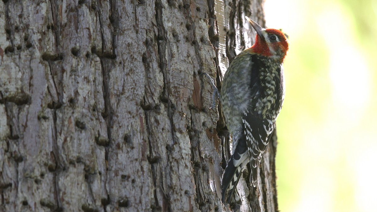 Red-naped/Red-breasted Sapsucker - ML613251346