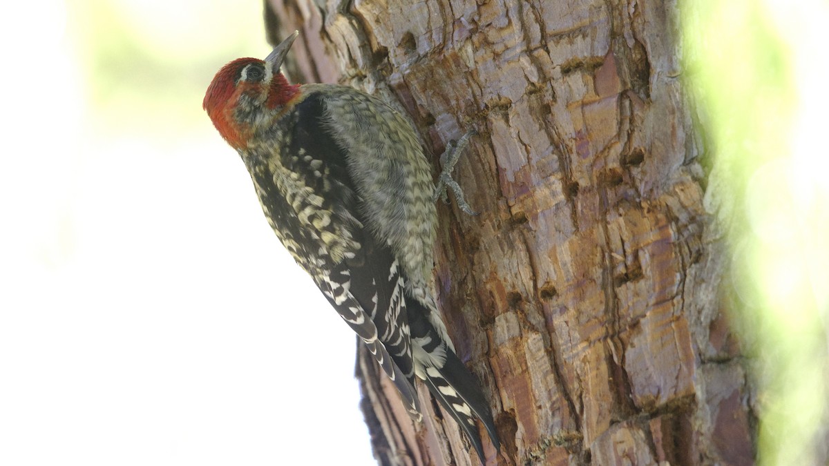 Red-naped/Red-breasted Sapsucker - ML613251347