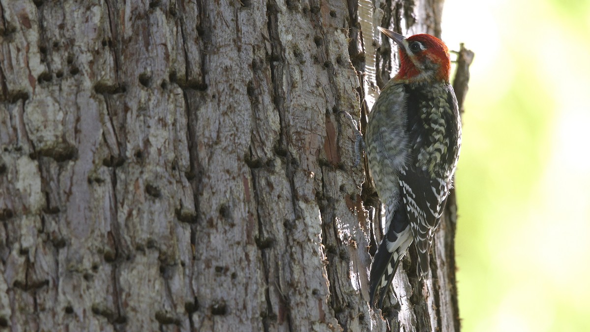Red-naped/Red-breasted Sapsucker - ML613251349