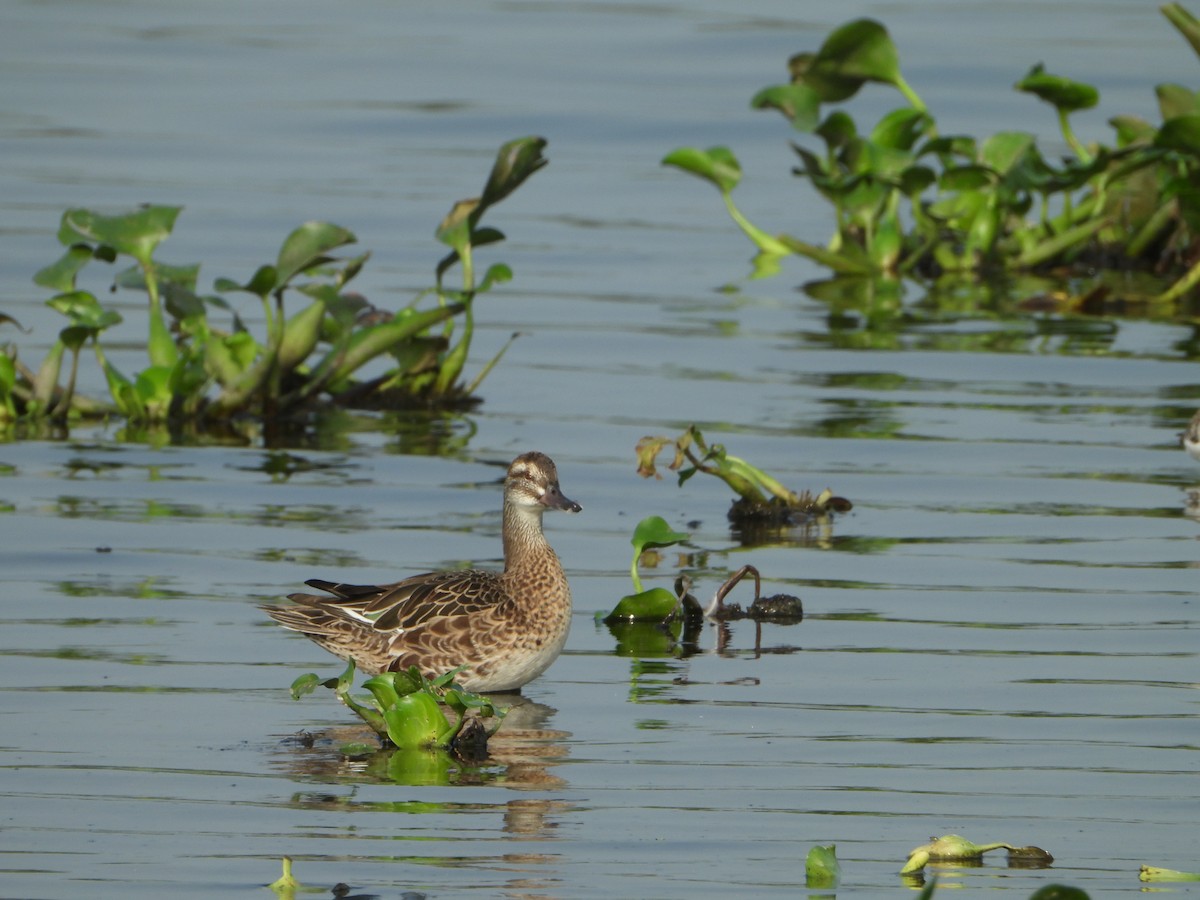 Garganey - Prakash G