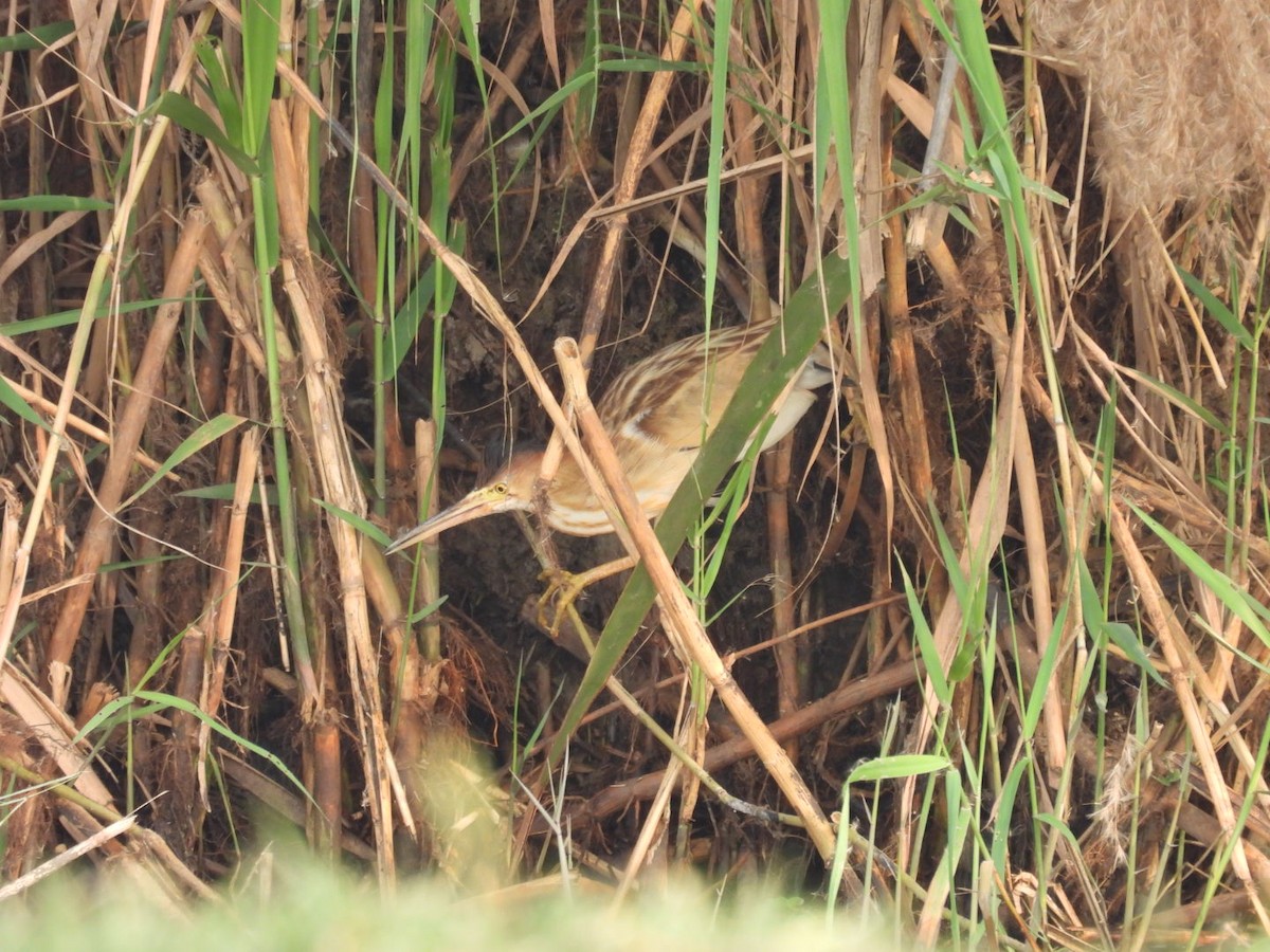 Yellow Bittern - Jim Panwar