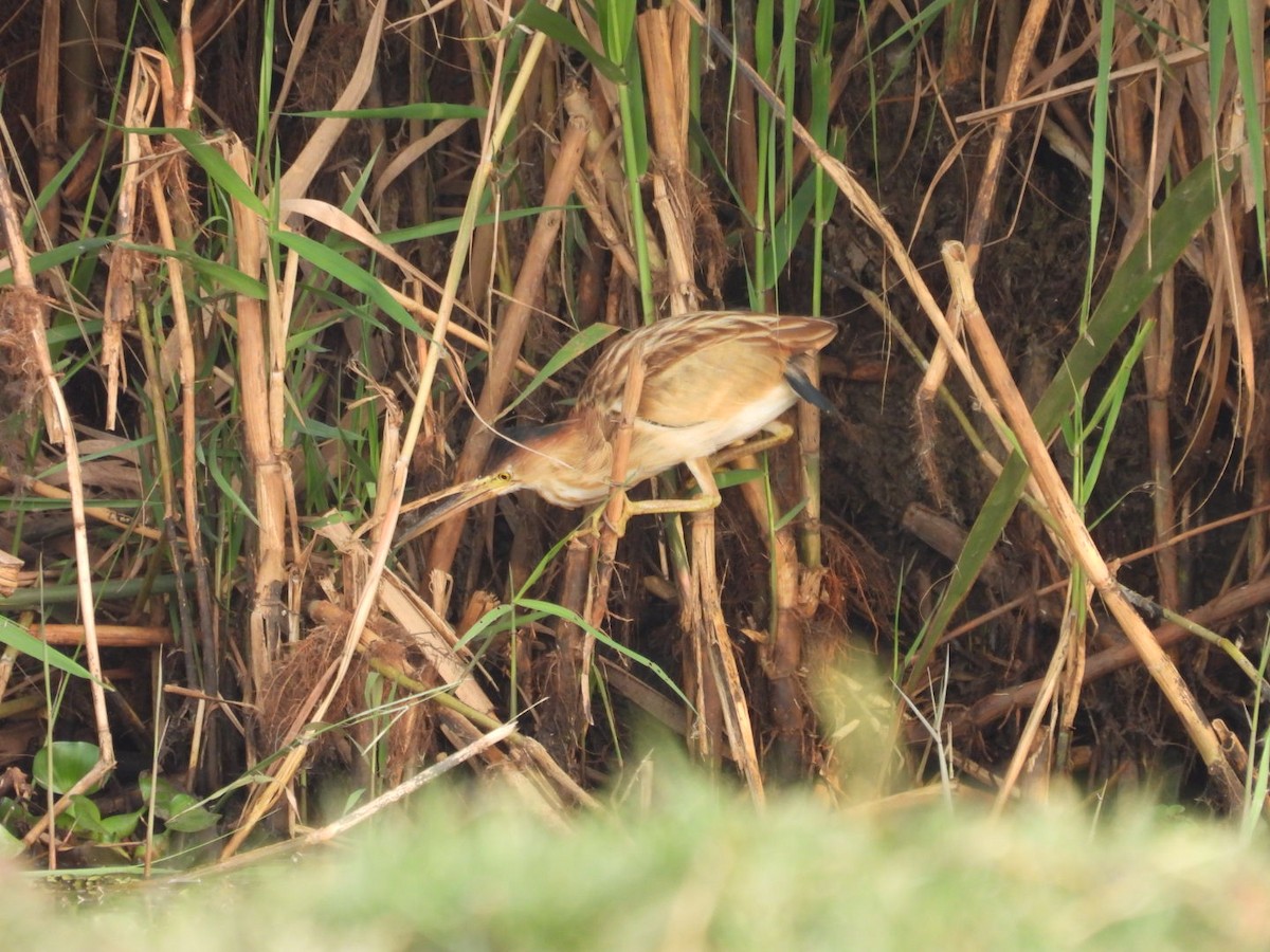 Yellow Bittern - Jim Panwar