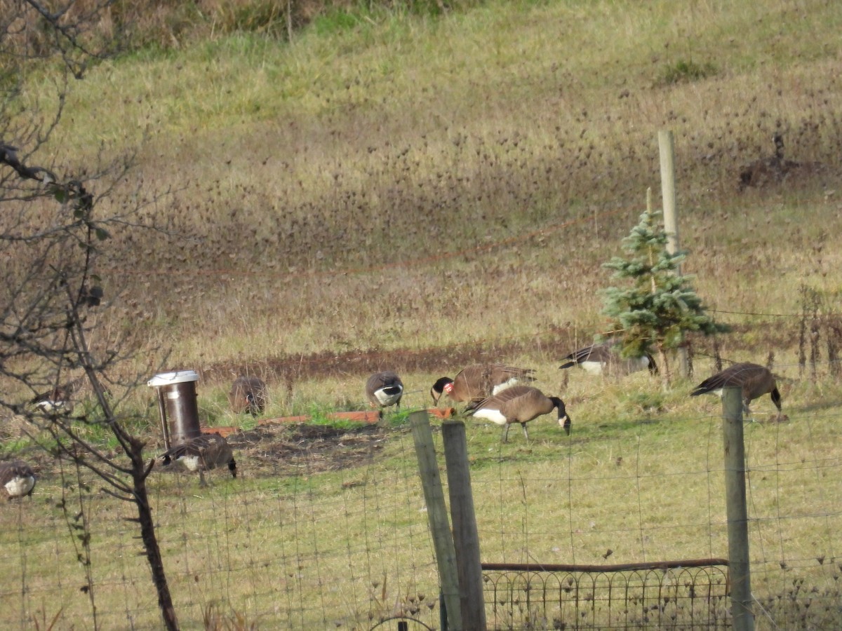 Canada Goose (occidentalis/fulva) - Jody  Wells