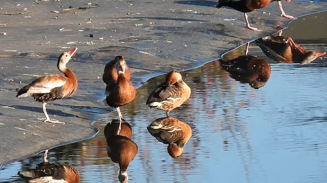 Fulvous Whistling-Duck - ML613251448