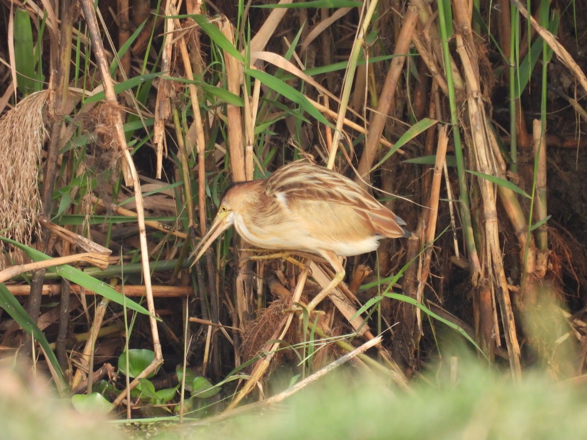 Yellow Bittern - Jim Panwar