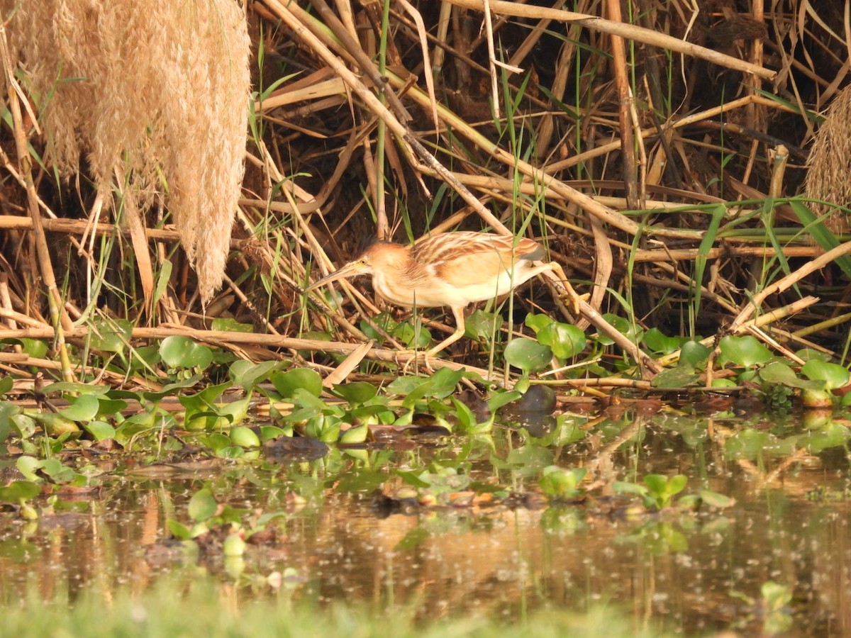 Yellow Bittern - Jim Panwar