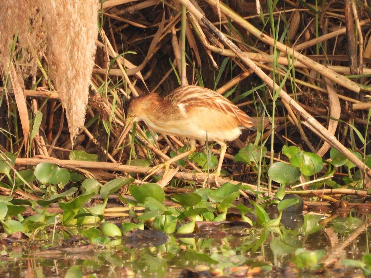 Yellow Bittern - ML613251500