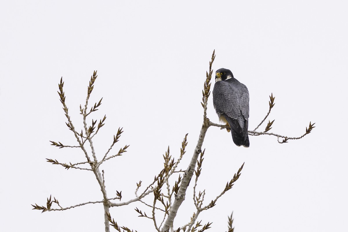 Эгэл шонхор - ML613251631