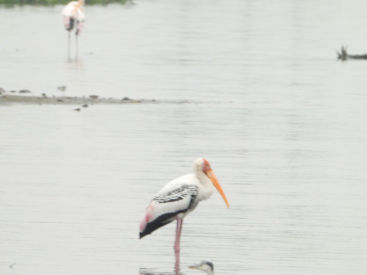 Painted Stork - ML613251649