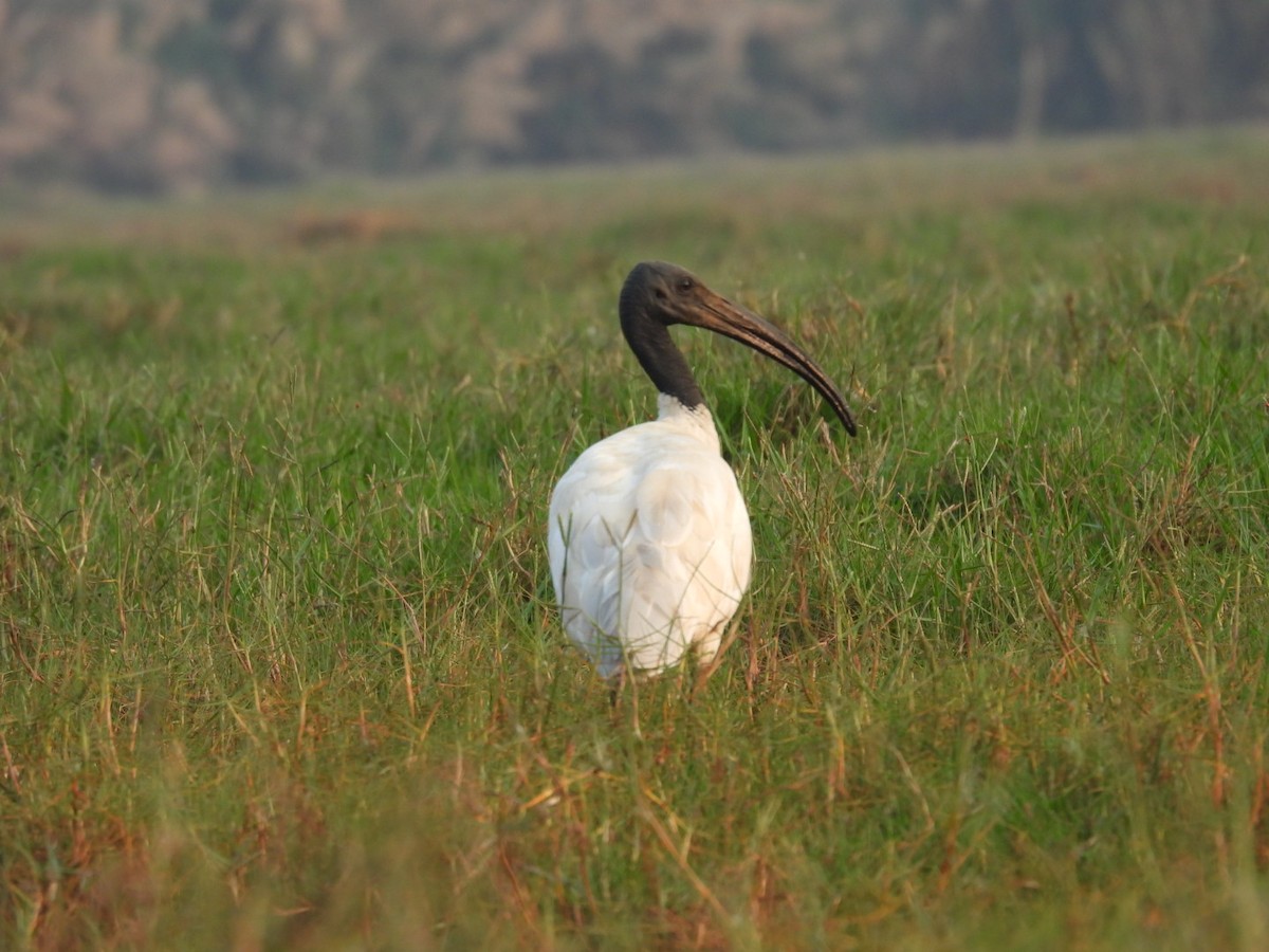 ibis černohlavý - ML613251686