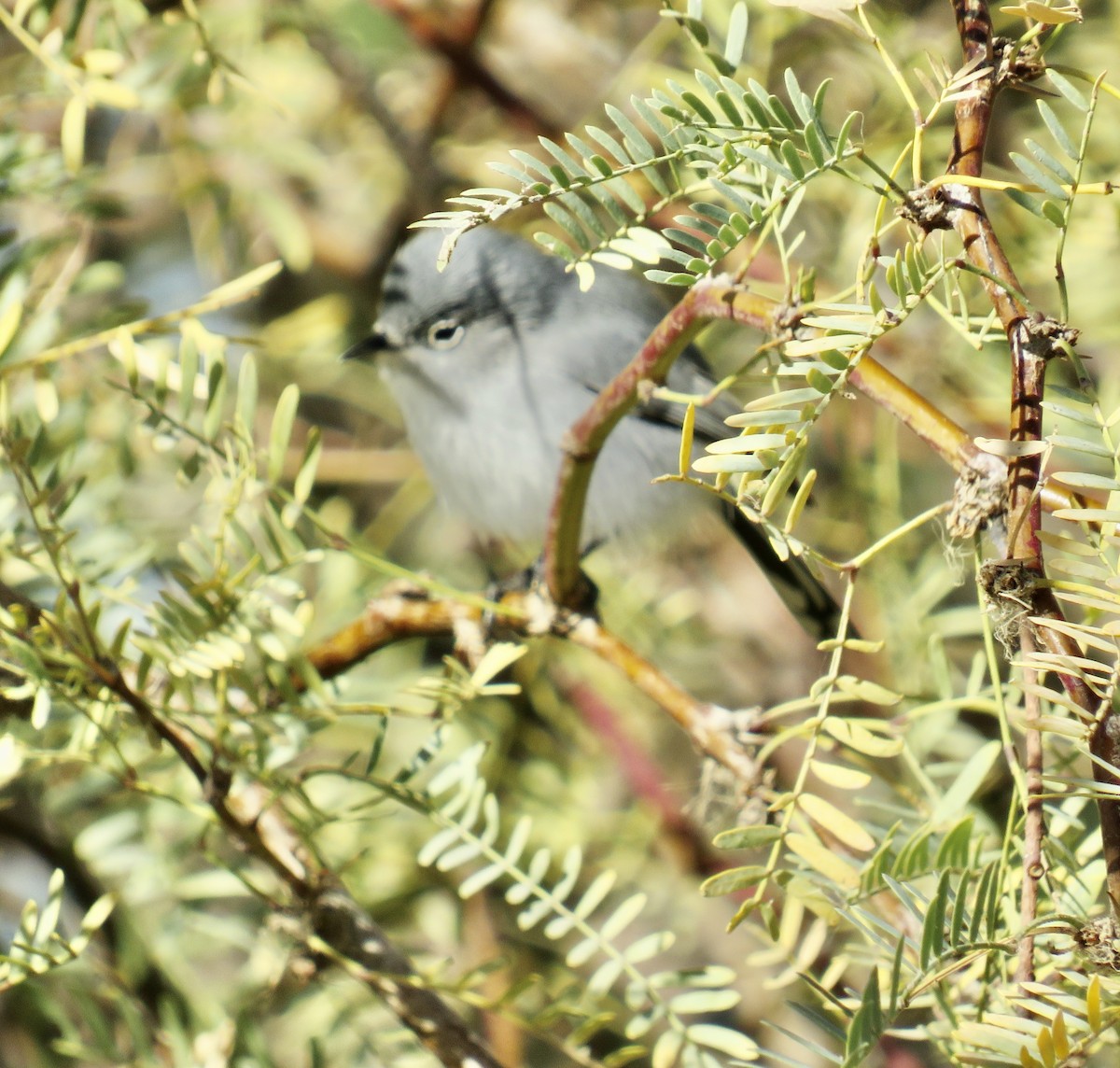 Black-tailed Gnatcatcher - ML613251688