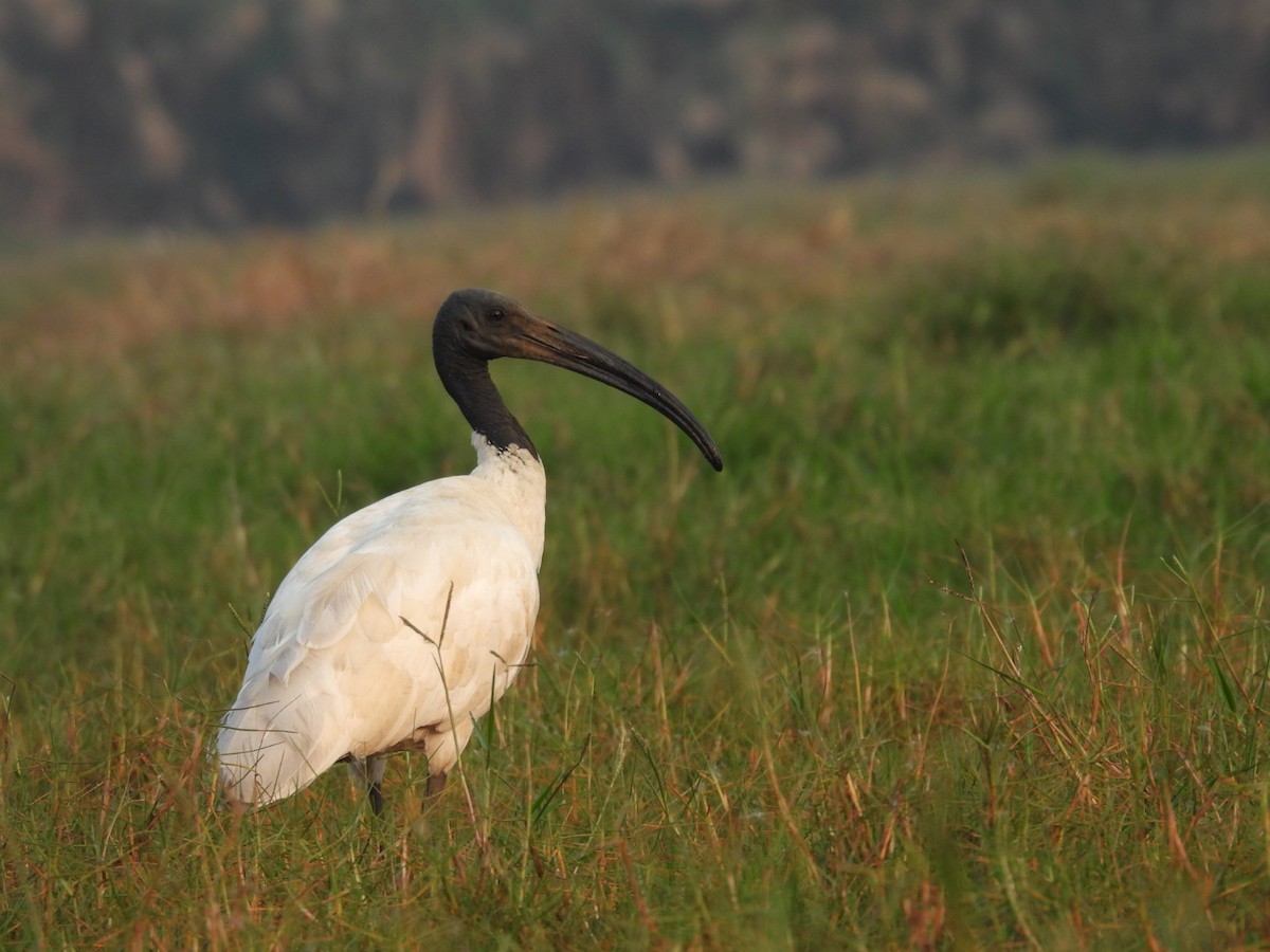 ibis černohlavý - ML613251694