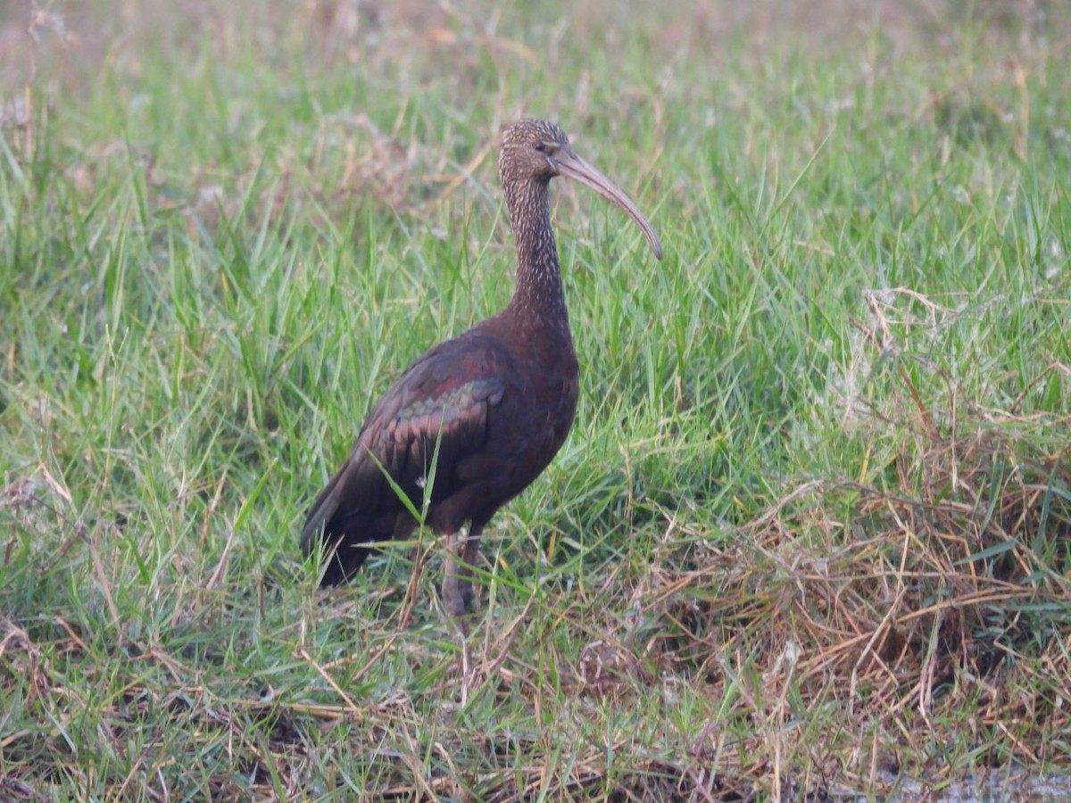 Glossy Ibis - ML613251705