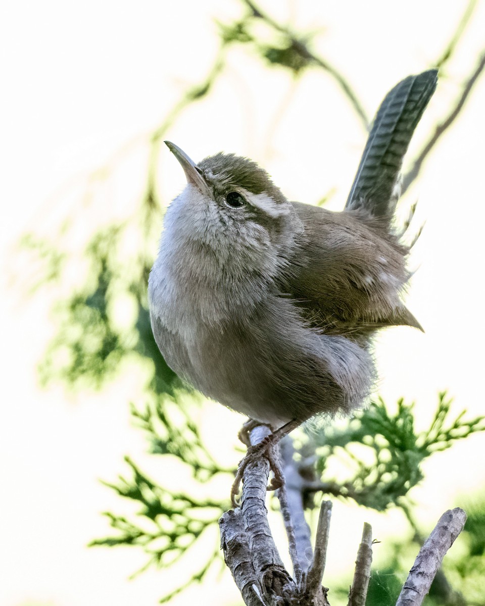 Bewick's Wren - ML613251717