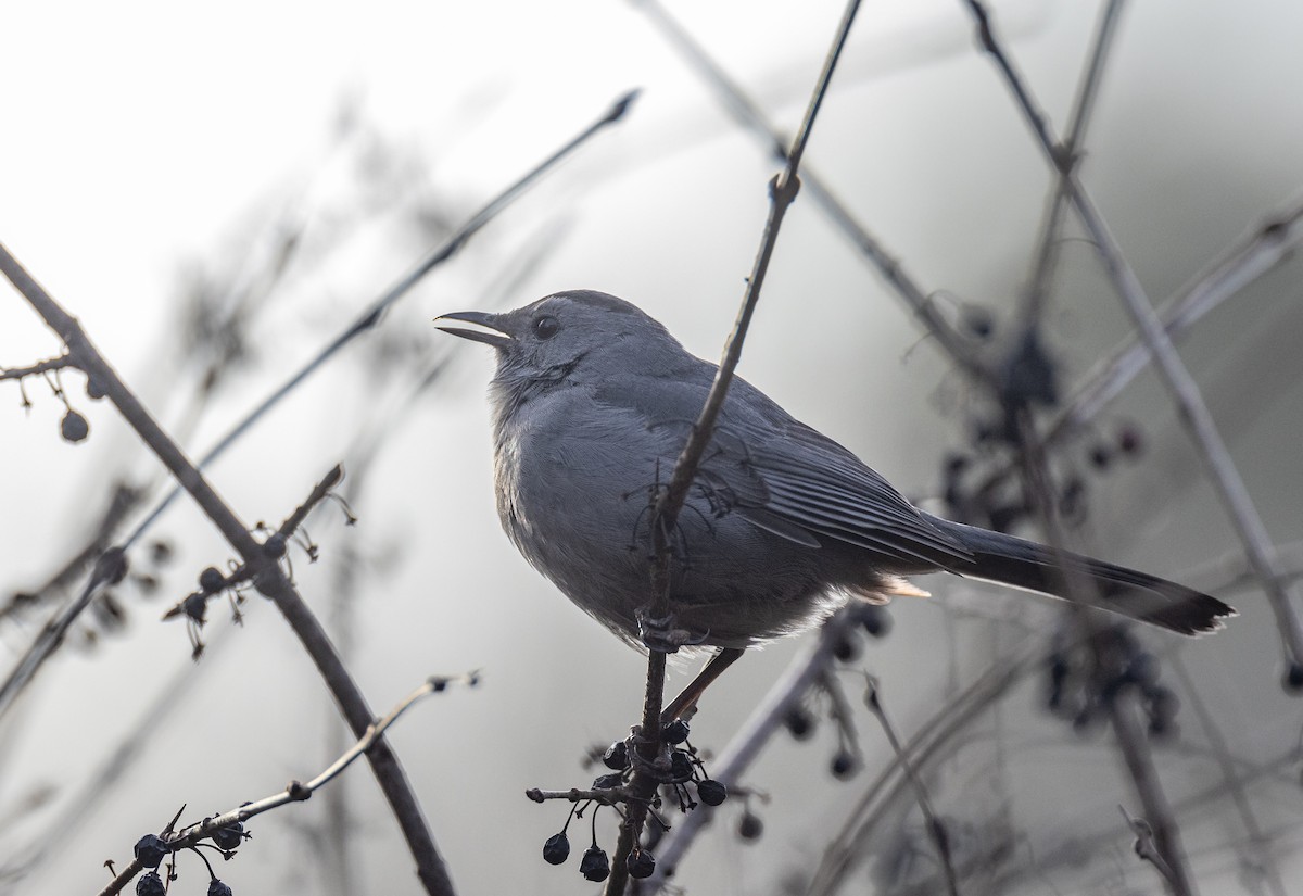 Gray Catbird - Matthew Sabourin