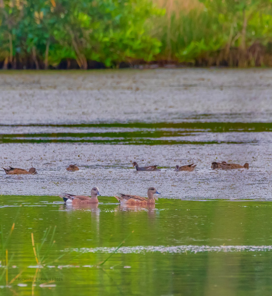 American Wigeon - ML613251786