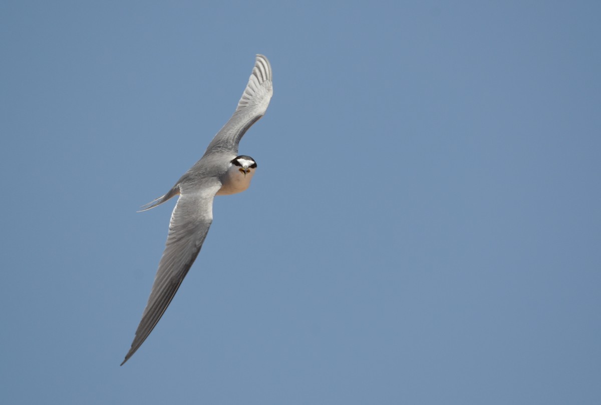 Peruvian Tern - ML613251793