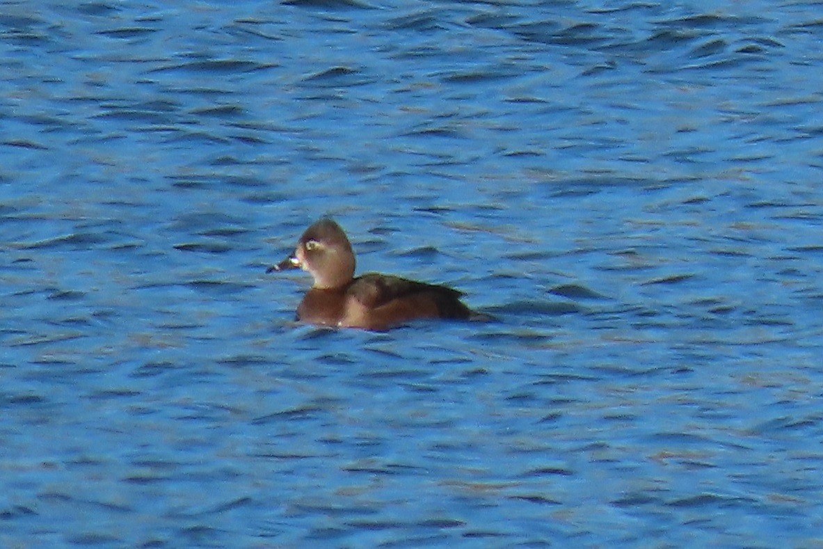 Ring-necked Duck - ML613251896