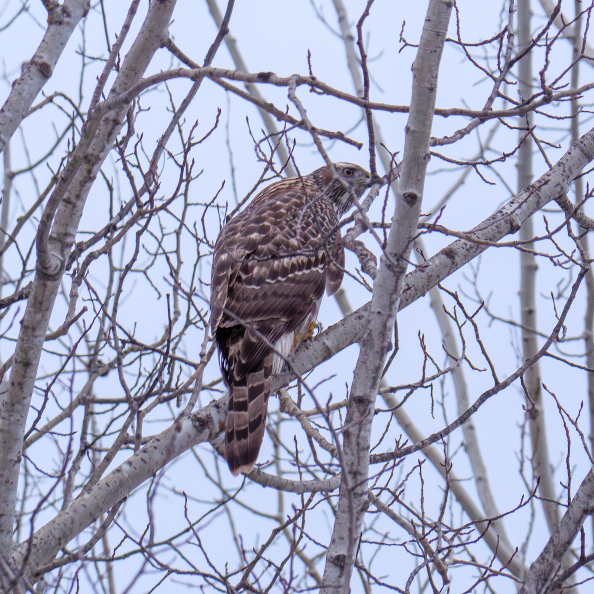 American Goshawk - ML613251921